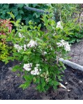 Syringa Flowerfesta White